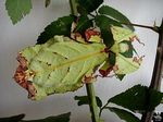 phyllium